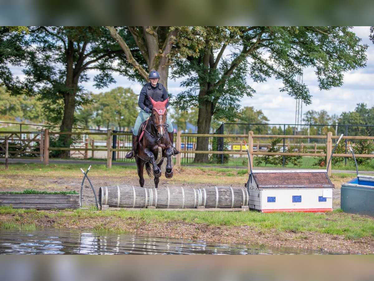 Belgian Warmblood Mare 14 years 16,2 hh Brown in Heeze