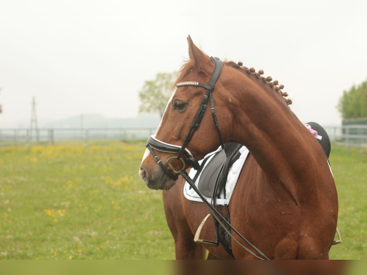 Belgian Warmblood Mare 15 years 15,3 hh Chestnut-Red in Amstetten