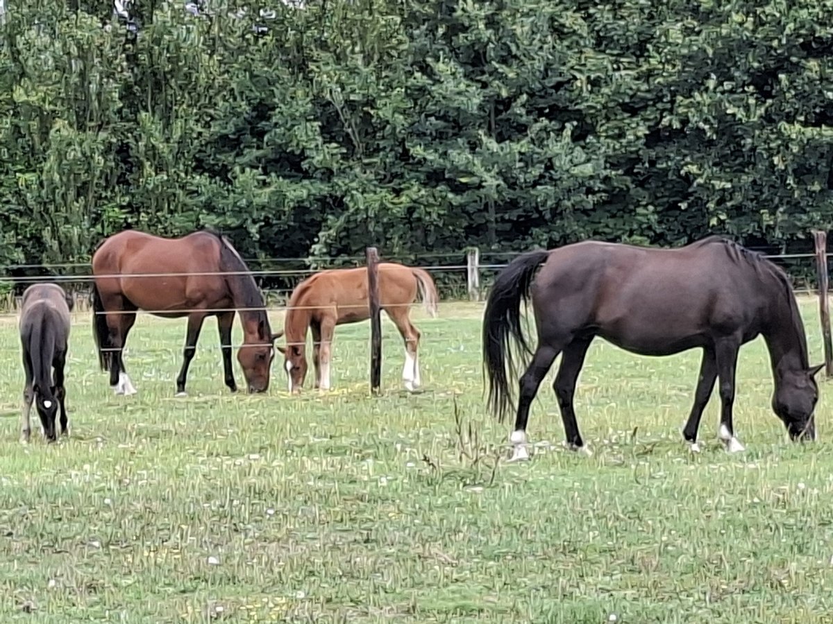 Belgian Warmblood Mare 15 years 16,1 hh Black in Zaffelare