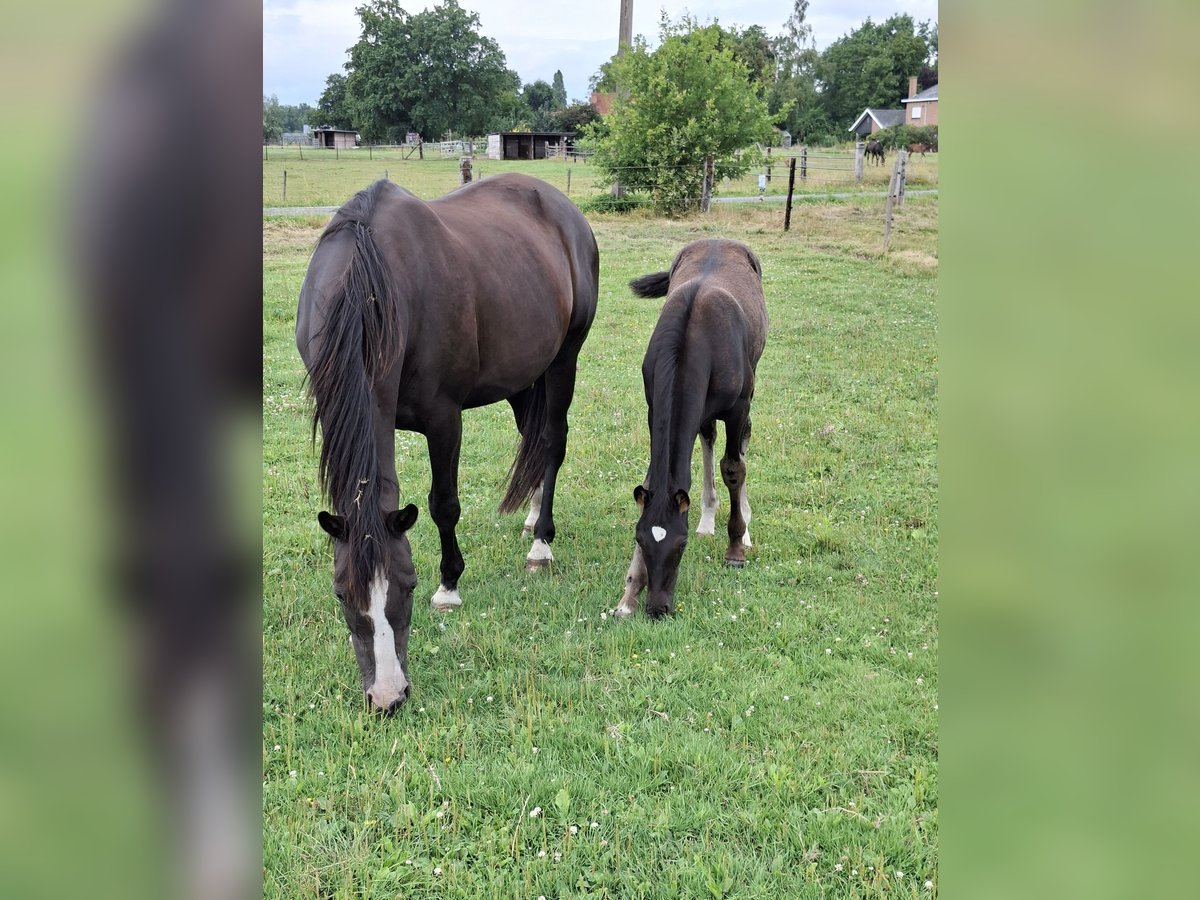 Belgian Warmblood Mare 15 years 16,1 hh Black in Zaffelare