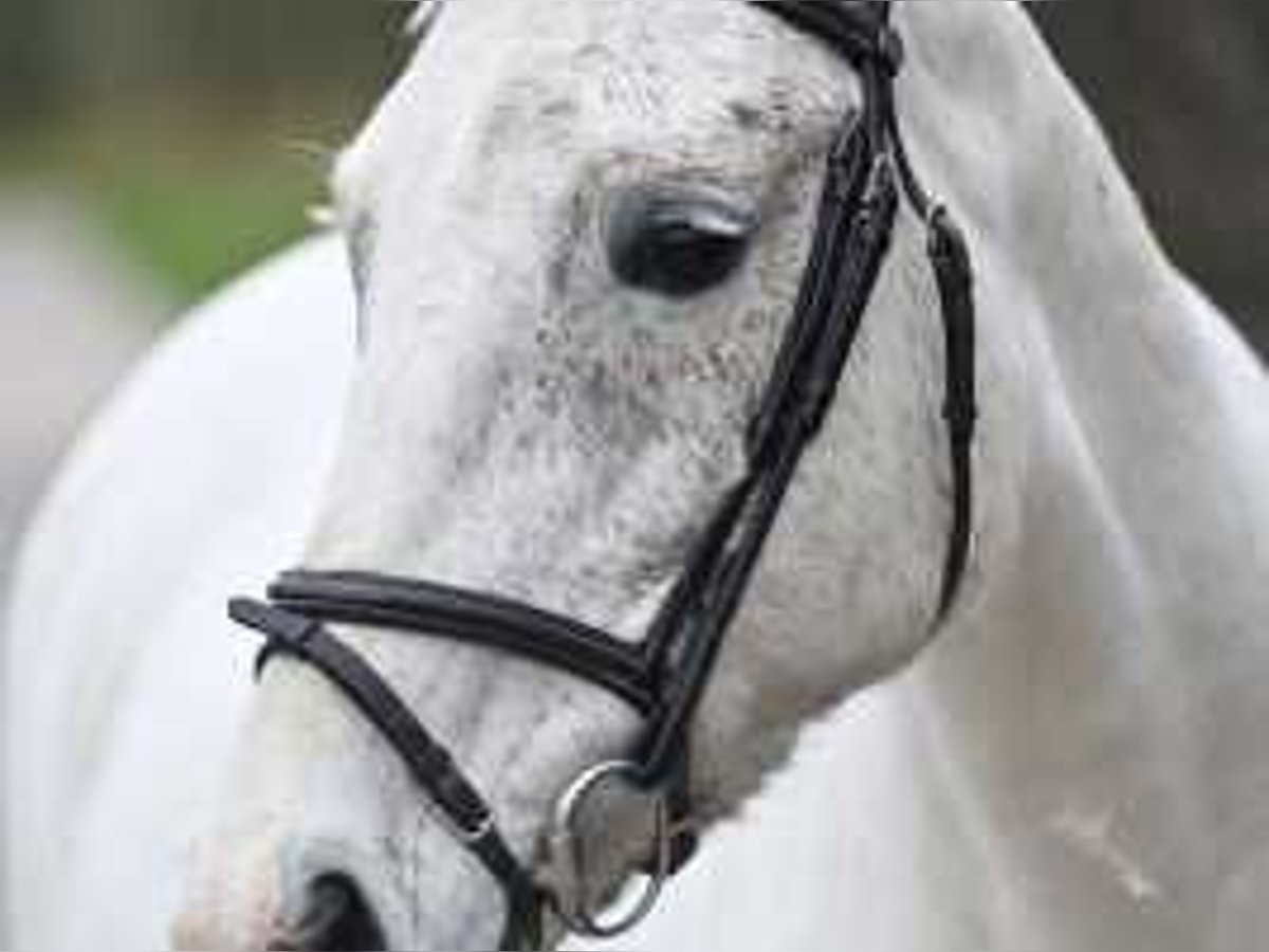 Belgian Warmblood Mare 16 years 15,2 hh Gray in Sint-Niklaas