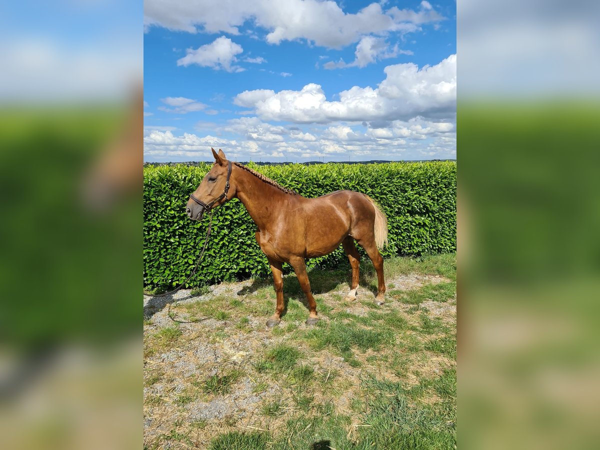 Belgian Warmblood Mare 16 years 16,1 hh Chestnut-Red in Vitrival