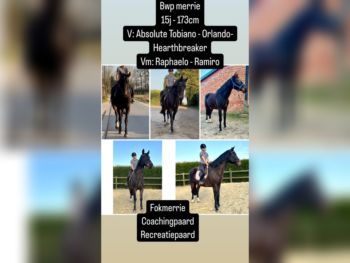 Belgian Warmblood Mare 16 years 16,2 hh Smoky-Black in Bornem