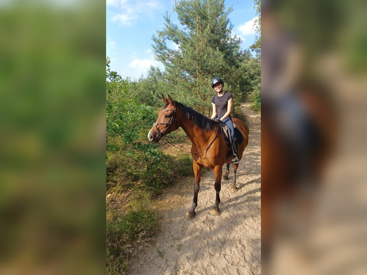 Belgian Warmblood Mare 16 years 16 hh Bay in Tessenderlo