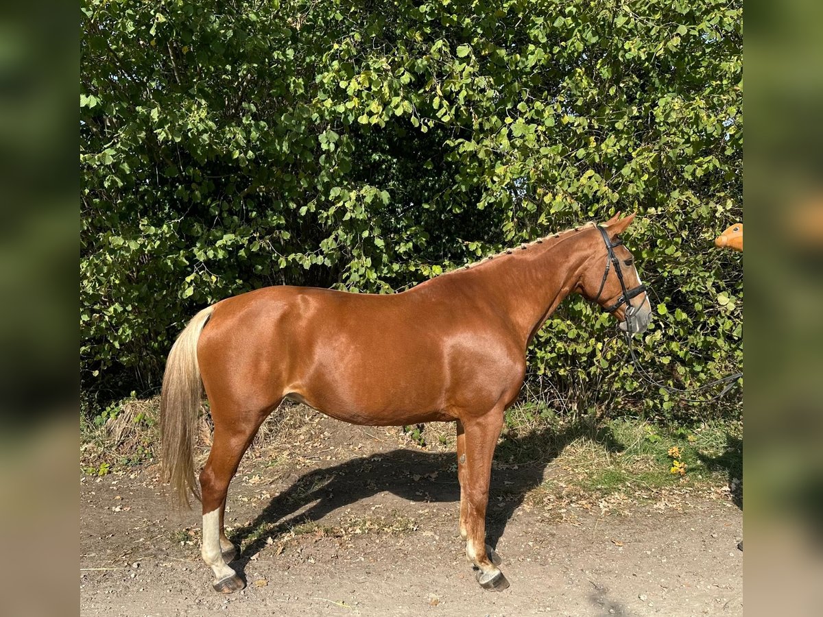 Belgian Warmblood Mare 16 years 16,1 hh Chestnut-Red in GROTE-BROGEL