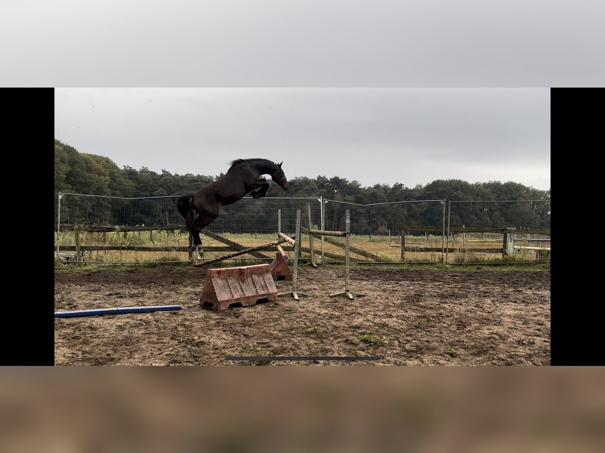 Belgian Warmblood Mare 16 years 17 hh in Pulderbos