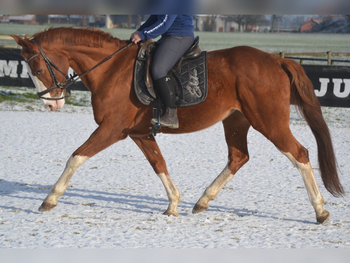 Belgian Warmblood Mare 17 years 15,2 hh Chestnut-Red in Breda