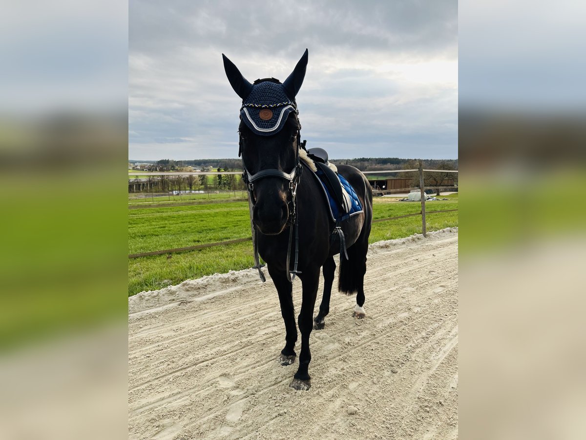 Belgian Warmblood Mare 17 years 16 hh Black in Schmidgaden