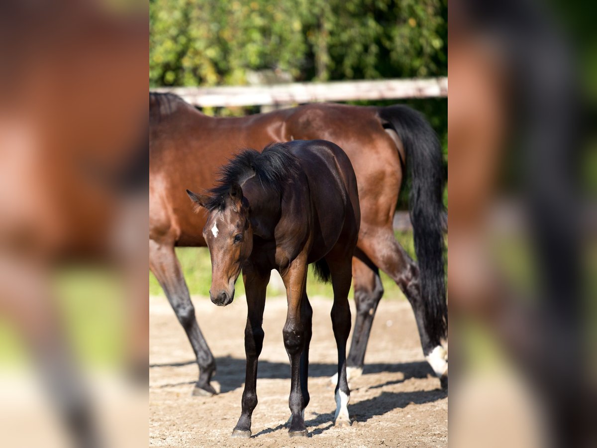 Belgian Warmblood Mare 1 year 15,2 hh Brown in Pelt