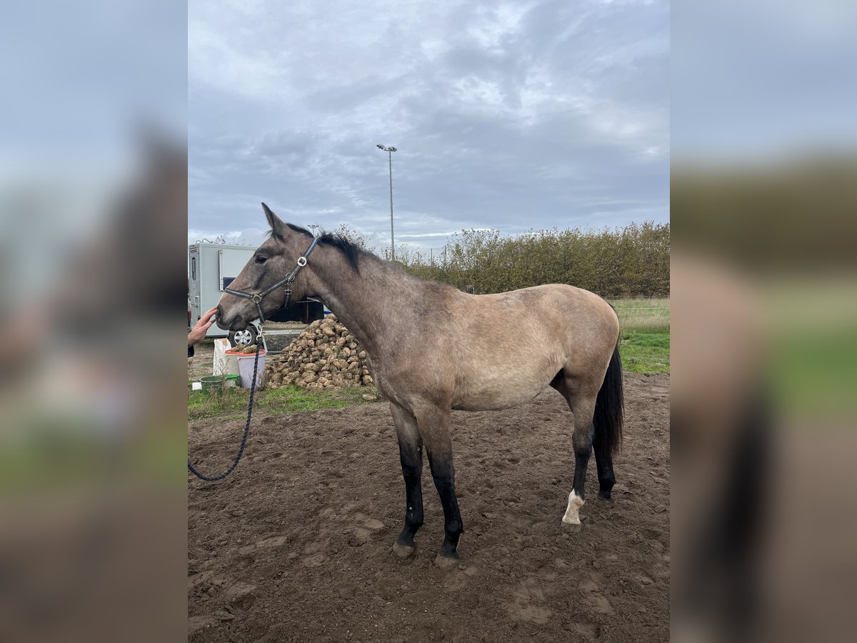 Belgian Warmblood Mare 1 year 16 hh Grey in GROTE-BROGEL