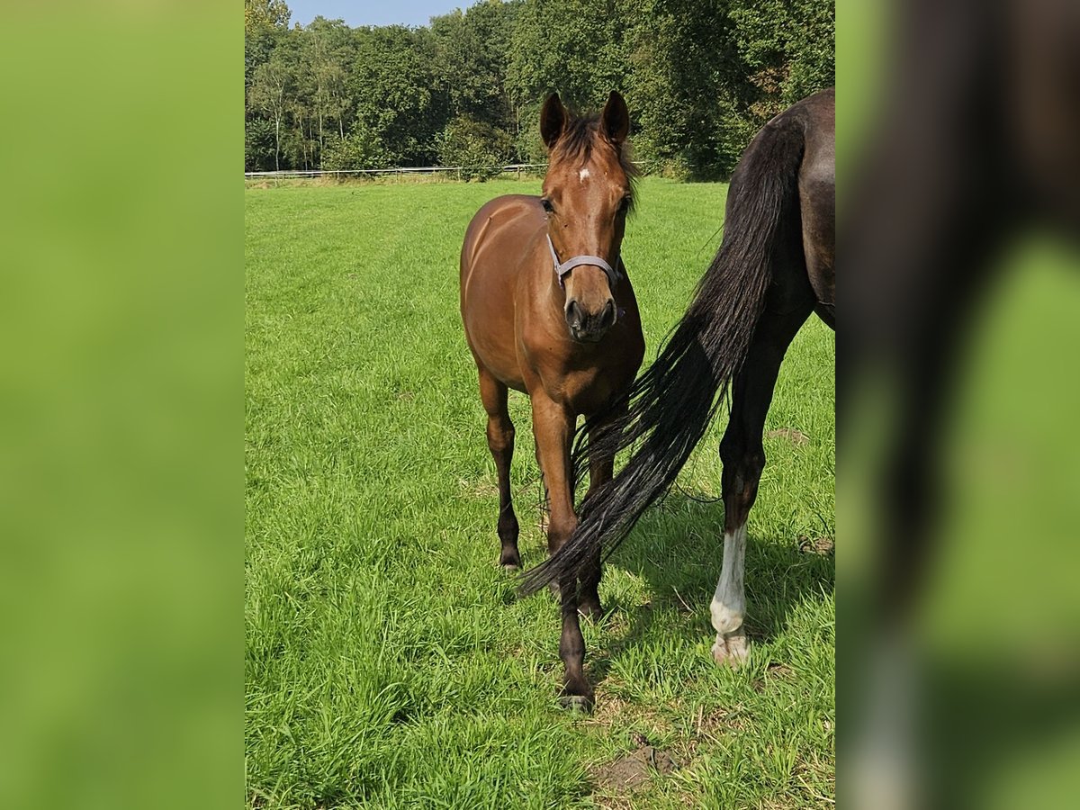 Belgian Warmblood Mare 1 year Brown in GROBBENDONK