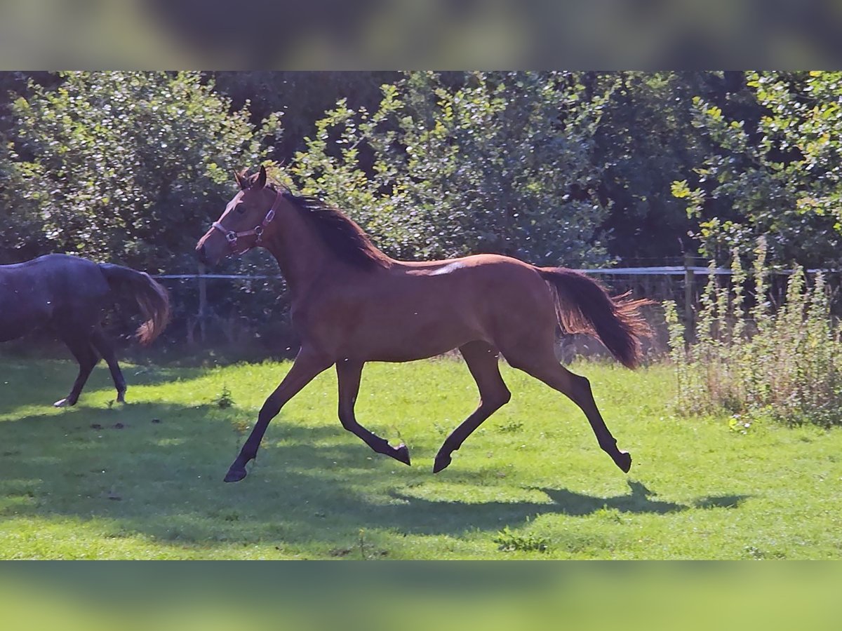Belgian Warmblood Mare 1 year Brown in Grobbendonk