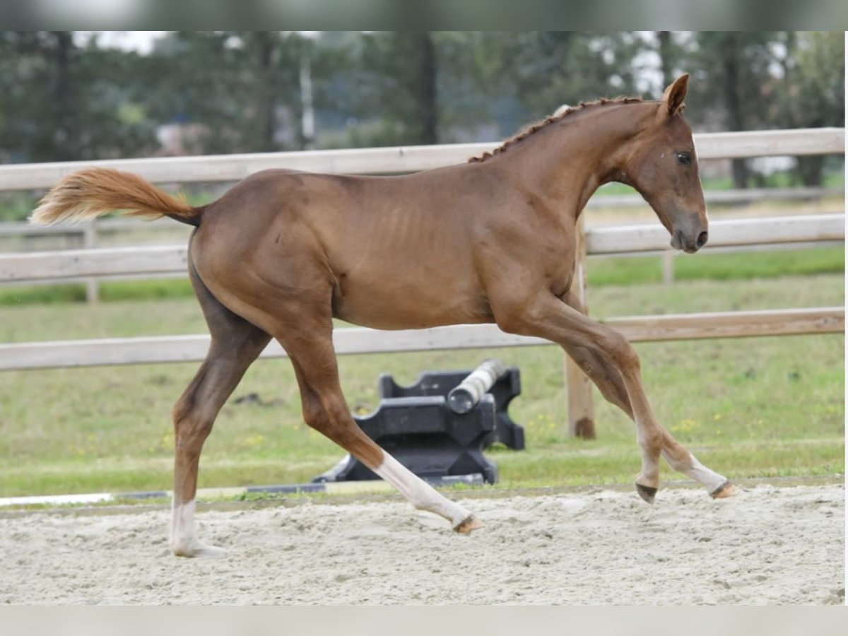 Belgian Warmblood Mare 1 year Chestnut-Red in Lochristi