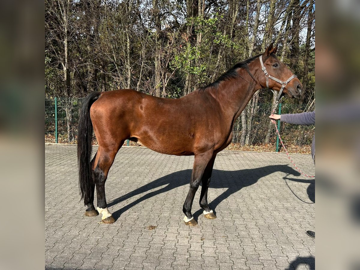 Belgian Warmblood Mare 20 years 16,1 hh Brown in Verl