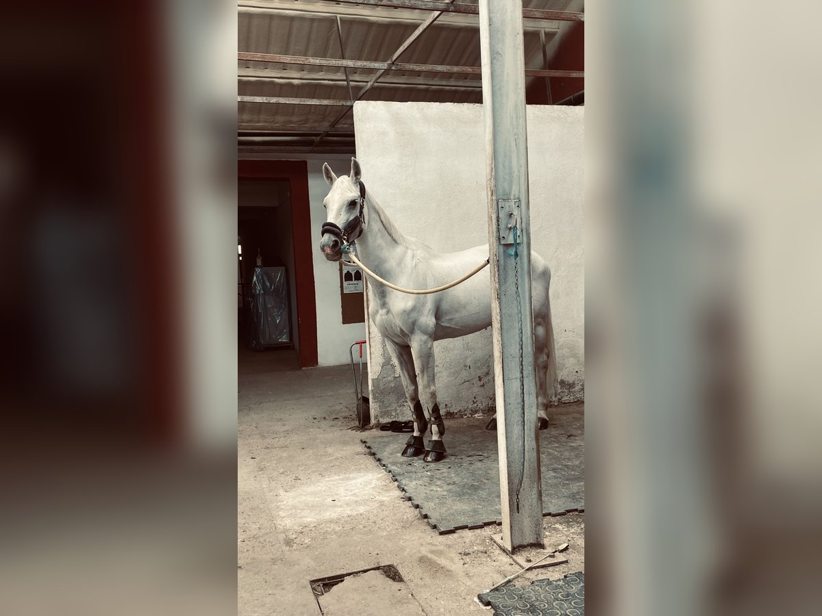 Belgian Warmblood Mare 21 years 16 hh Grey in Simancas