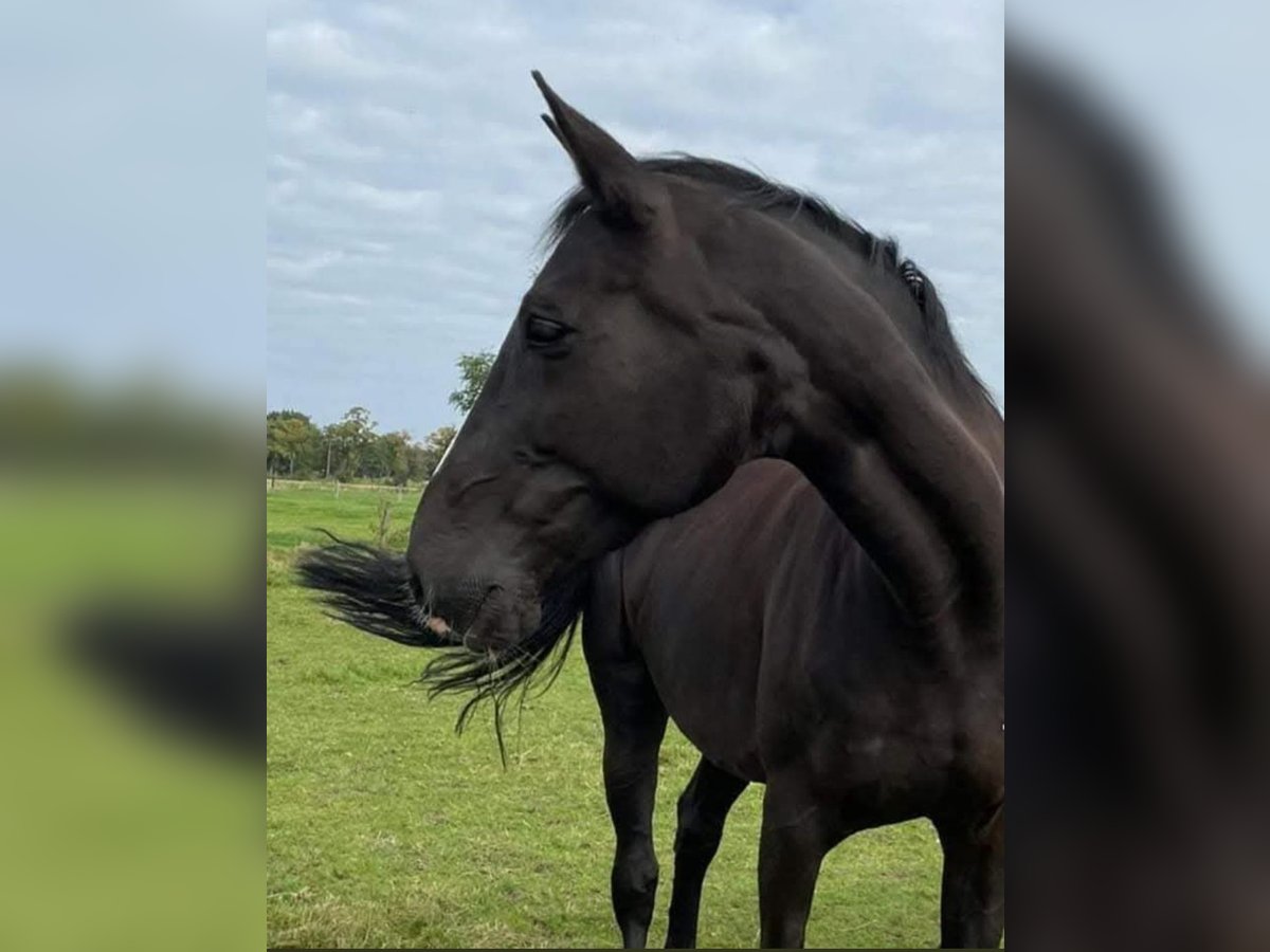 Belgian Warmblood Mare 22 years 16,3 hh Black in Wuustwezel