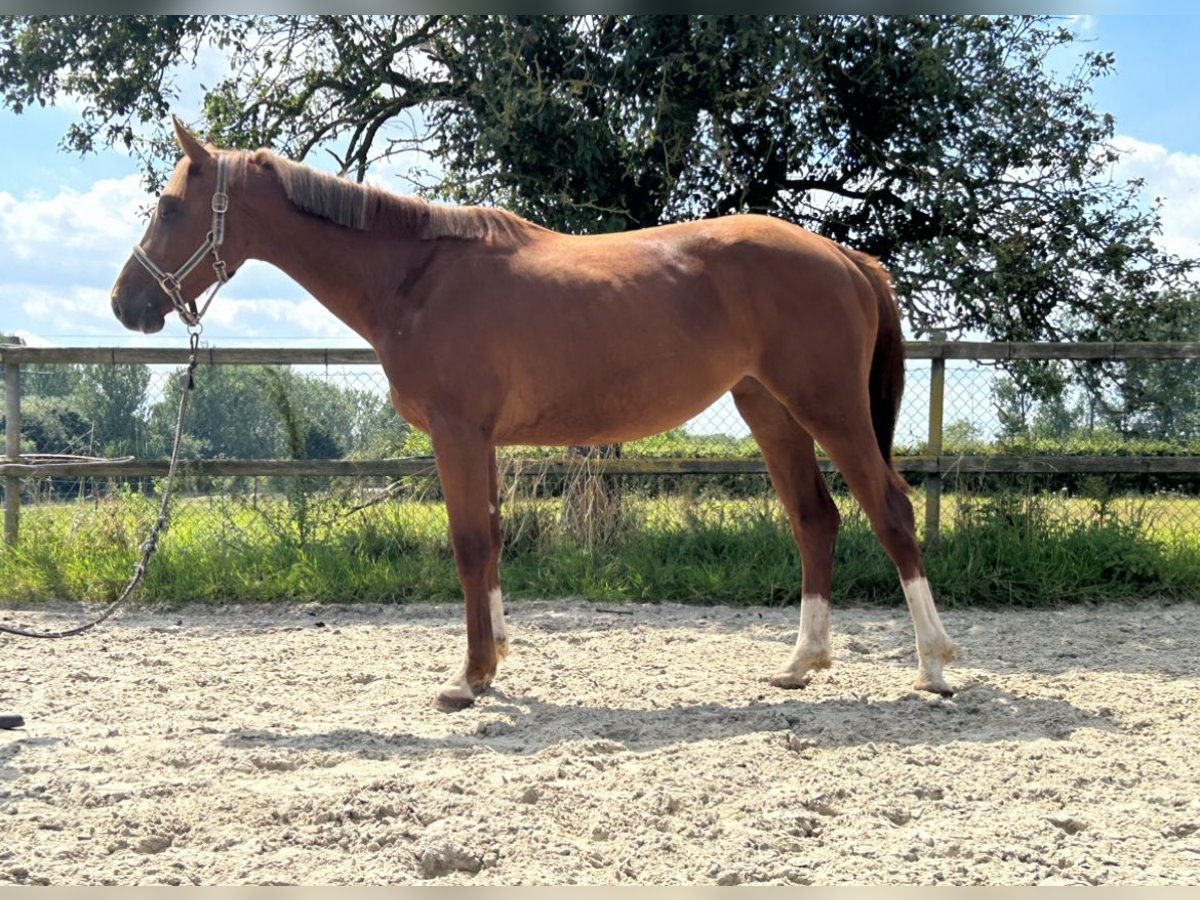 Belgian Warmblood Mare 2 years 16 hh Chestnut-Red in Denderhoutem