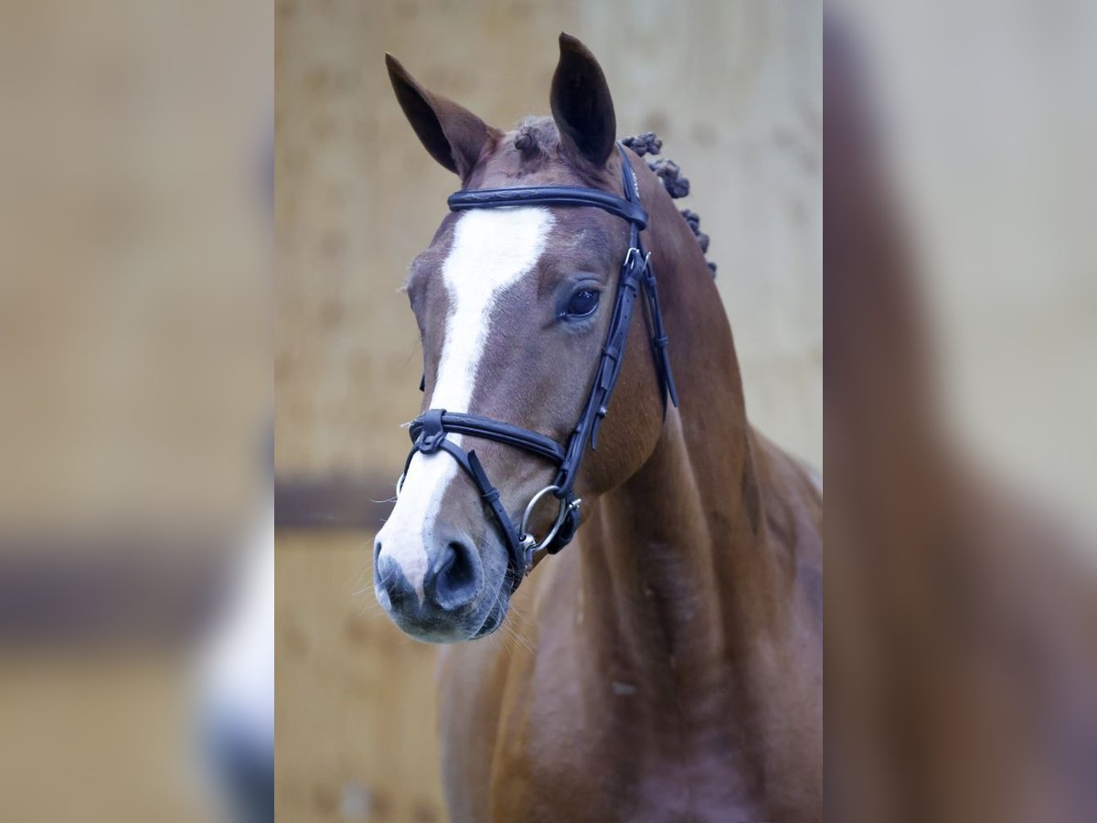 Belgian Warmblood Mare 3 years 15,2 hh Chestnut-Red in Kinrooi