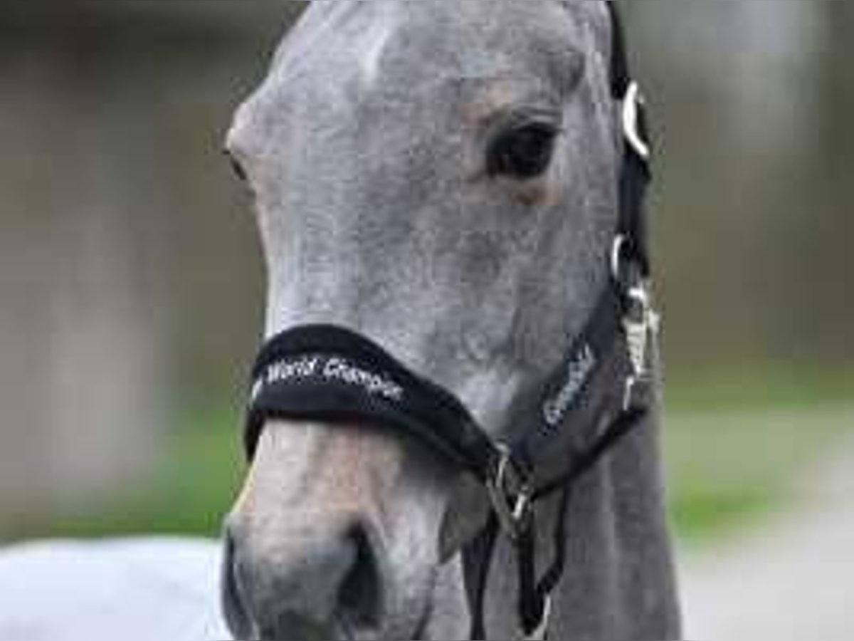 Belgian Warmblood Mare 3 years 15,2 hh in Sint-Niklaas