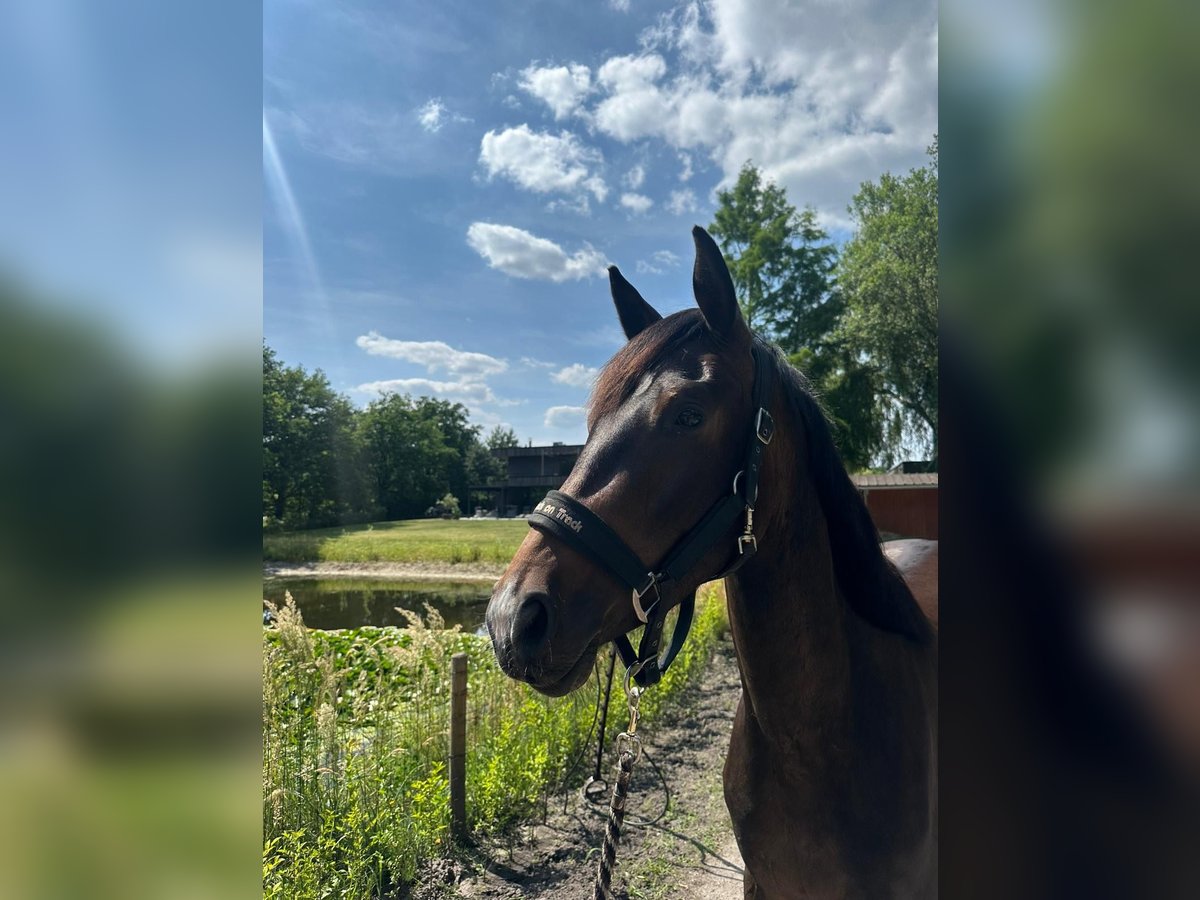 Belgian Warmblood Mare 3 years 15 hh Bay-Dark in Lommel
