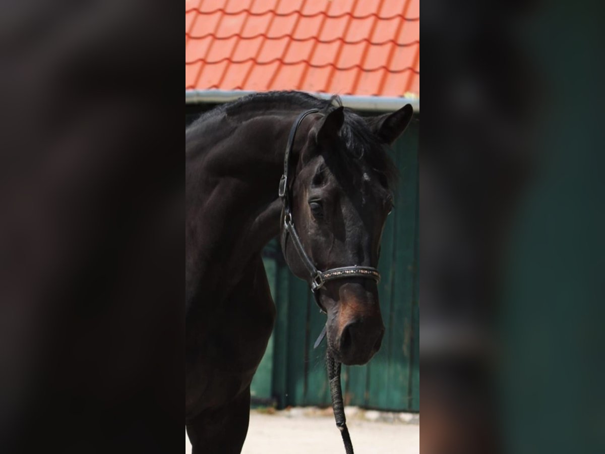 Belgian Warmblood Mare 3 years 16,2 hh Bay-Dark in Murska Soboda