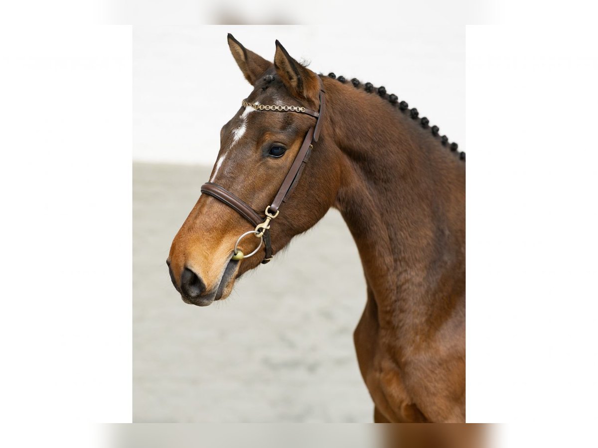 Belgian Warmblood Mare 3 years 16 hh Brown in Heerde