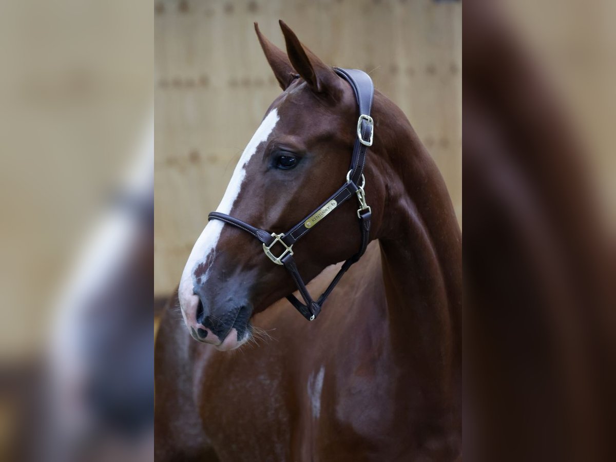 Belgian Warmblood Mare 3 years 16 hh Chestnut in Kinrooi