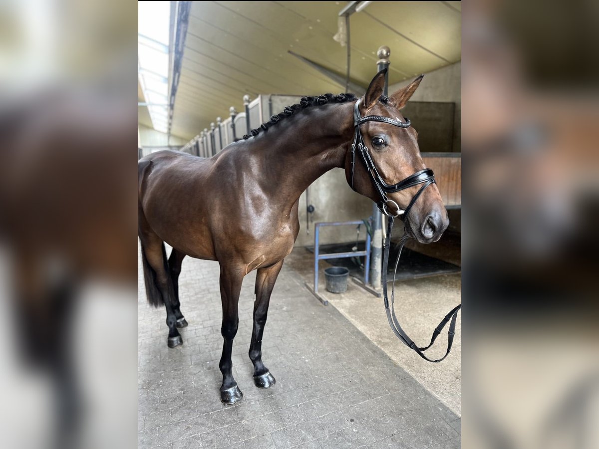 Belgian Warmblood Mare 3 years 16,1 hh Bay-Dark in M&#xF6;nchengladbach