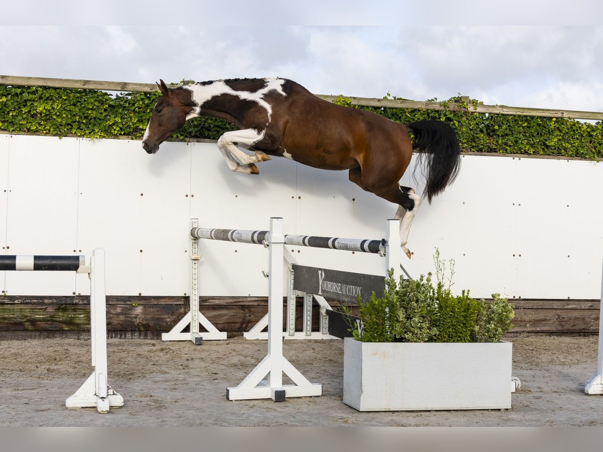 Belgian Warmblood Mare 3 years Pinto in Waddinxveen