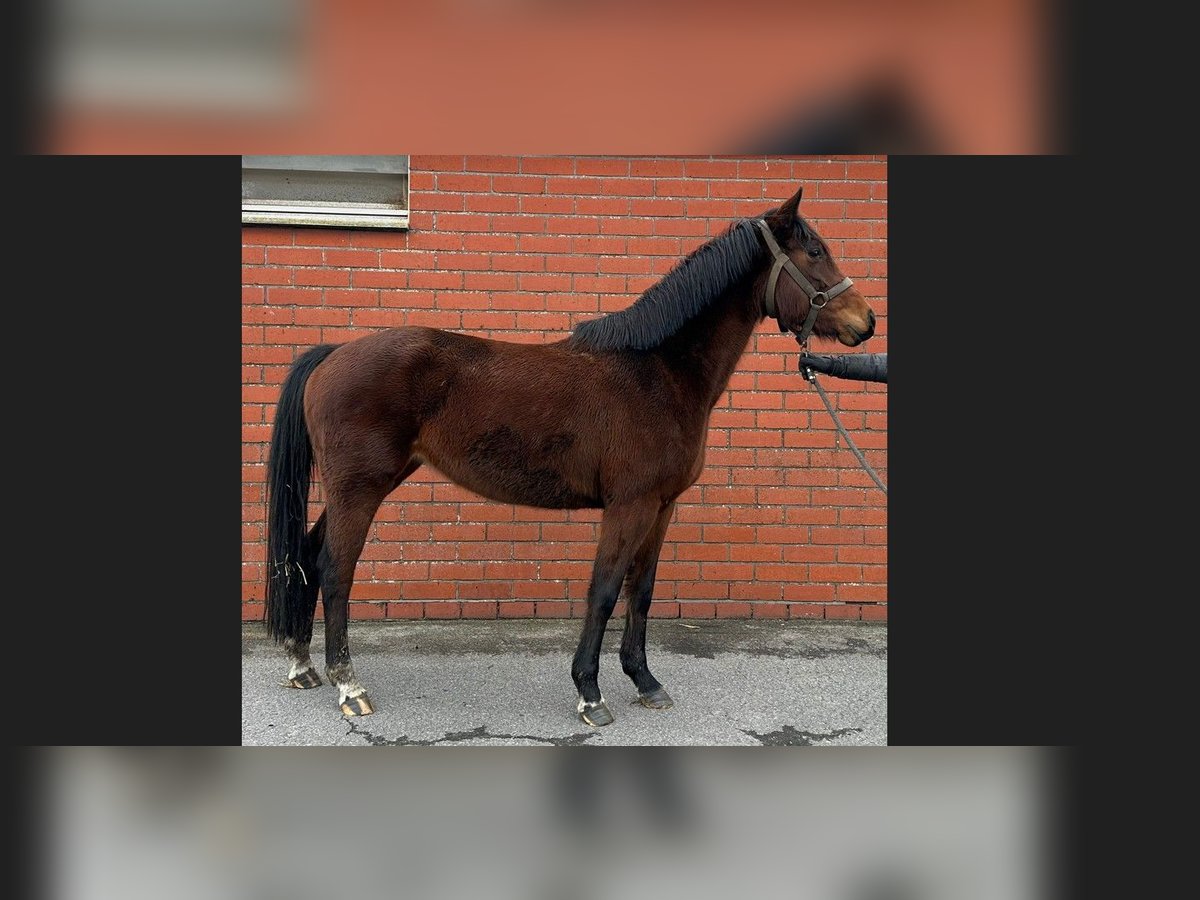 Belgian Warmblood Mare 4 years 15,3 hh Brown in Bocholt