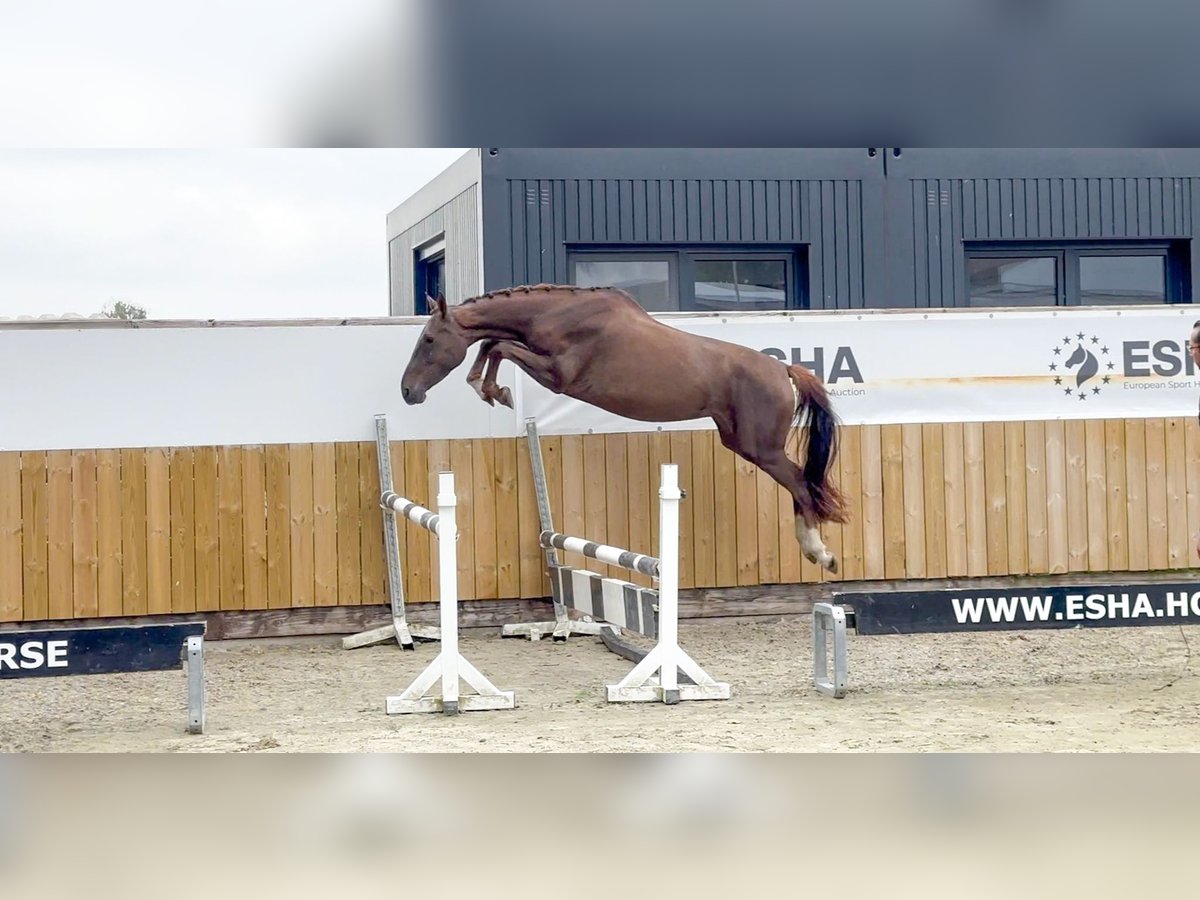 Belgian Warmblood Mare 4 years 15,2 hh Chestnut-Red in GROTE-BROGEL
