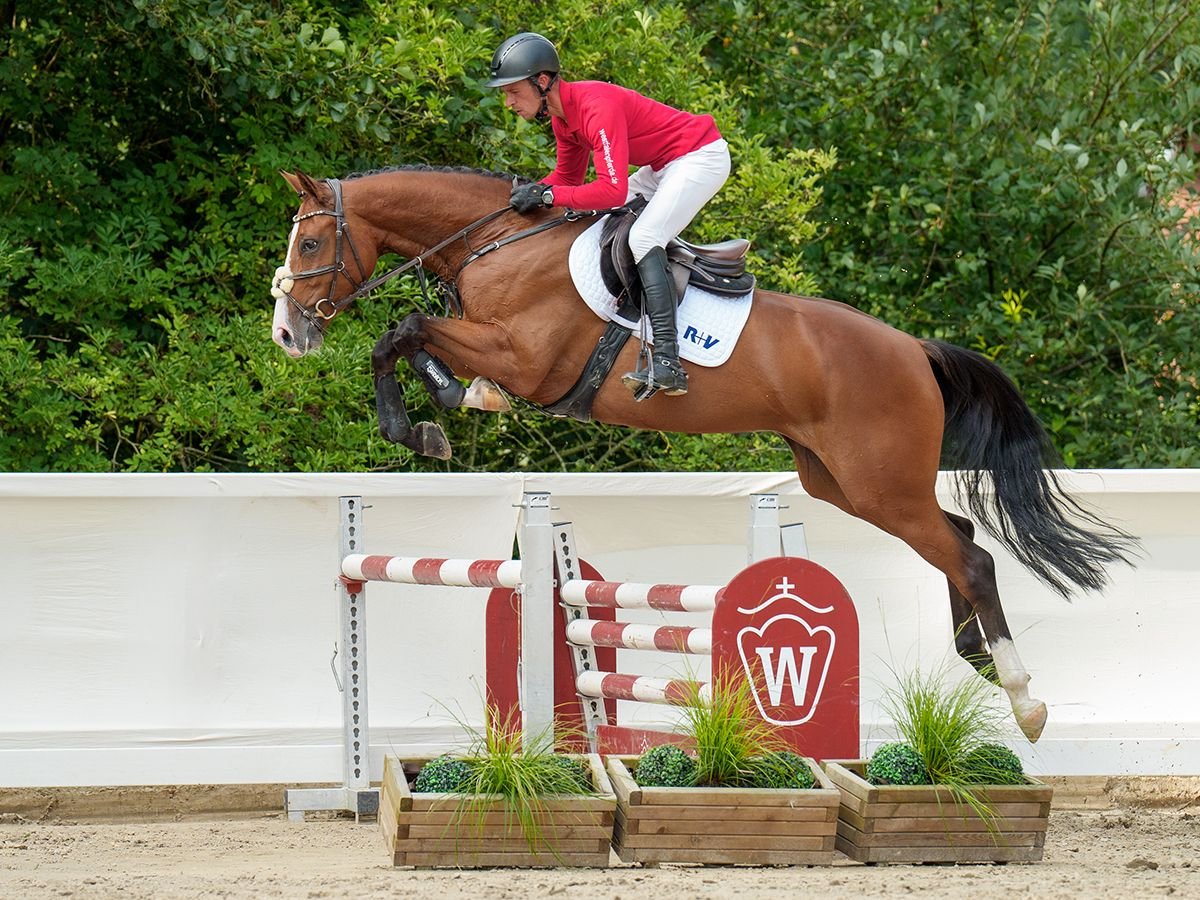 Belgian Warmblood Mare 4 years 16,1 hh Brown in Münster