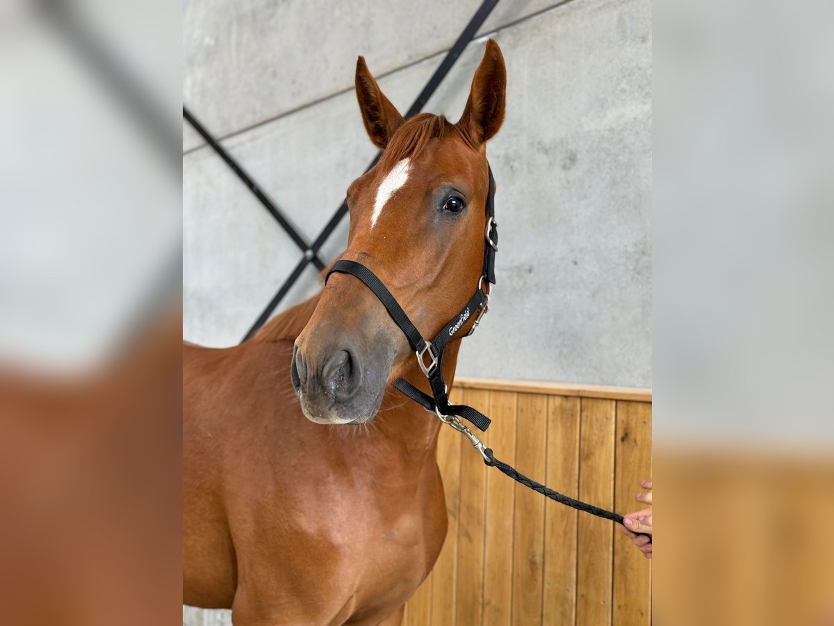 Belgian Warmblood Mare 4 years 16,1 hh Chestnut-Red in Sint-Niklaas