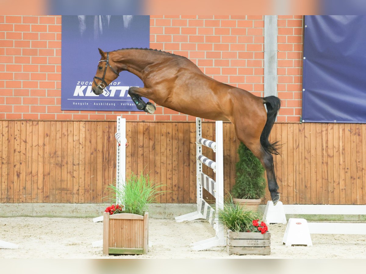 Belgian Warmblood Mare 4 years 16,2 hh Brown in Lastrup