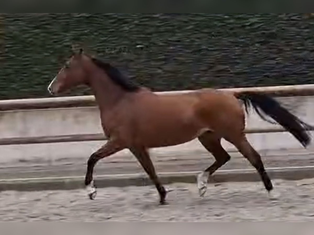 Belgian Warmblood Mare 4 years 16 hh Brown in Asten