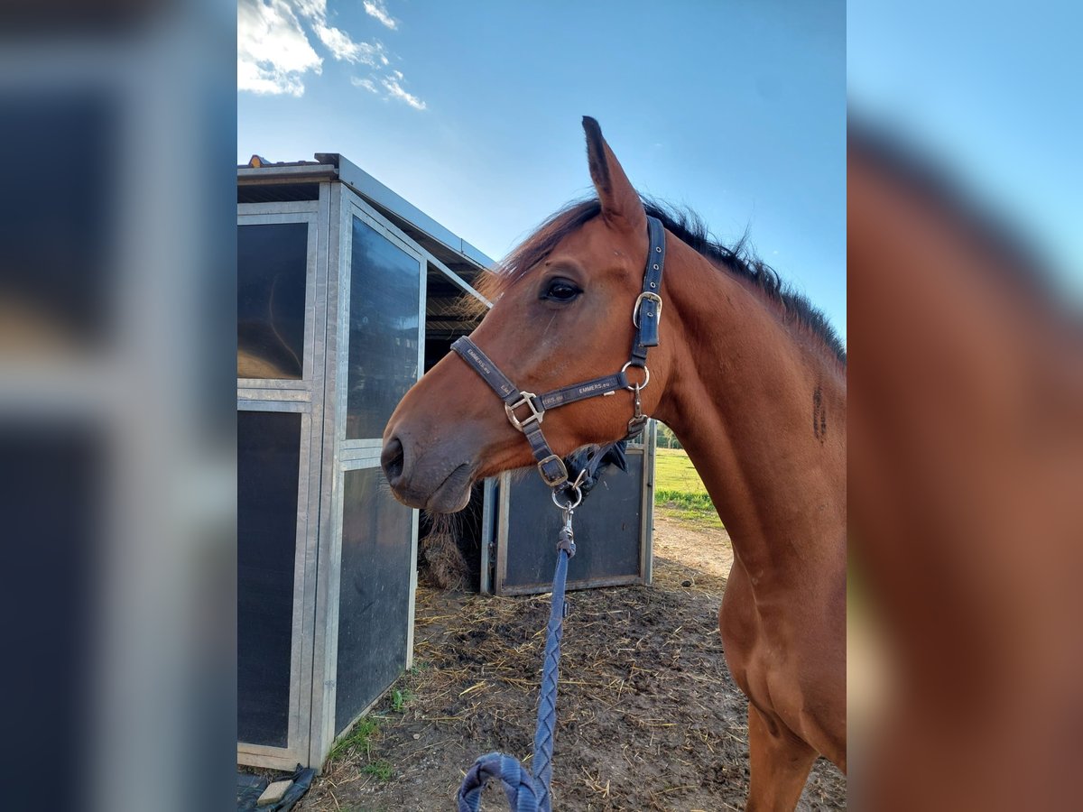 Belgian Warmblood Mare 4 years 16 hh Brown in Aarschot