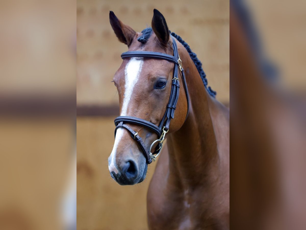 Belgian Warmblood Mare 4 years 16 hh Brown in Kinrooi