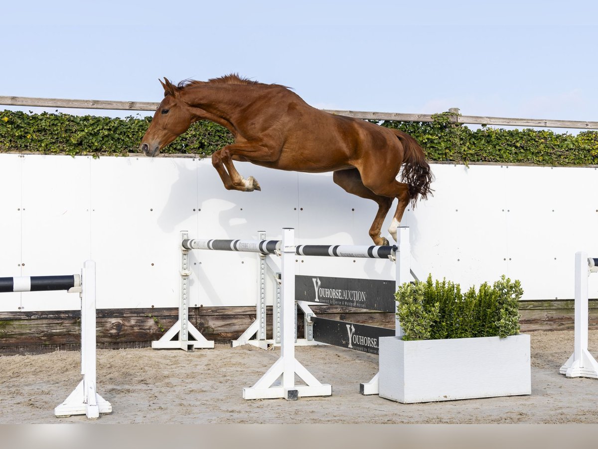 Belgian Warmblood Mare 4 years 16 hh in Waddinxveen