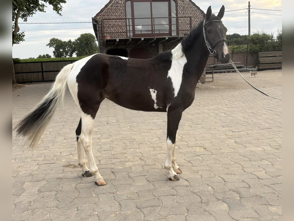 Belgian Warmblood Mare 4 years 16,1 hh Tobiano-all-colors in C&#xE9;reste-en-Luberon