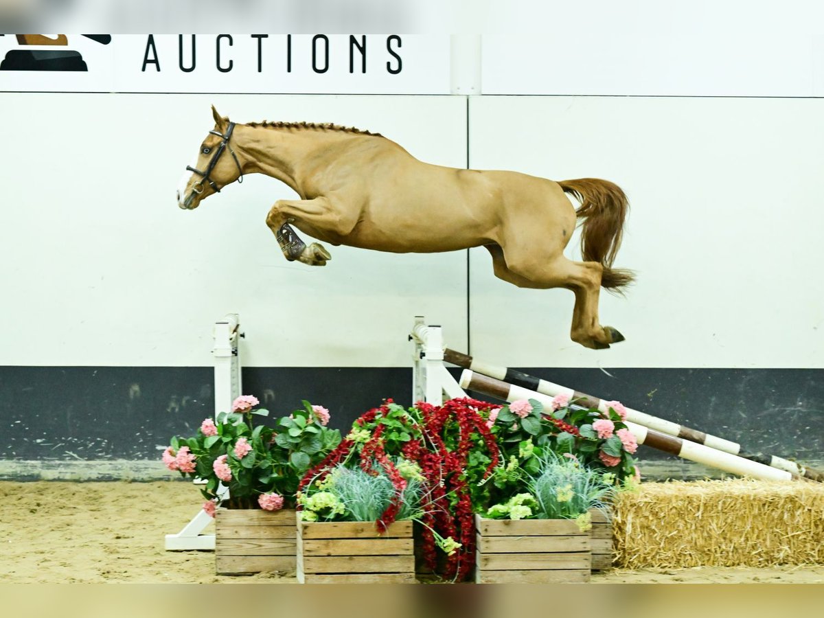 Belgian Warmblood Mare 4 years 16,2 hh Chestnut-Red in Bladel