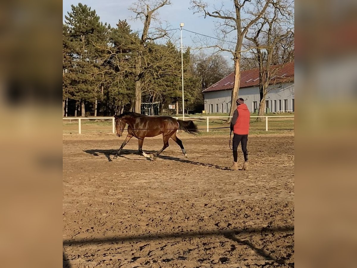 Belgian Warmblood Mare 4 years 17 hh Brown in Üllő