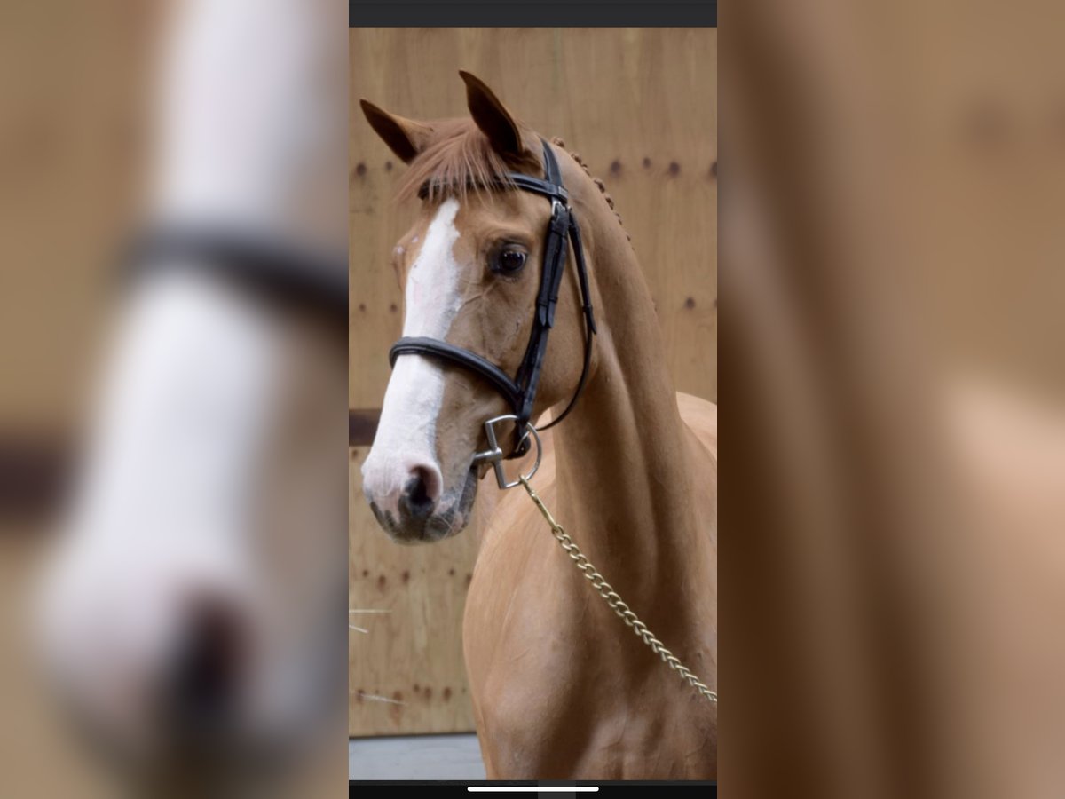 Belgian Warmblood Mare 5 years 15,3 hh Chestnut-Red in Neerglabbeek