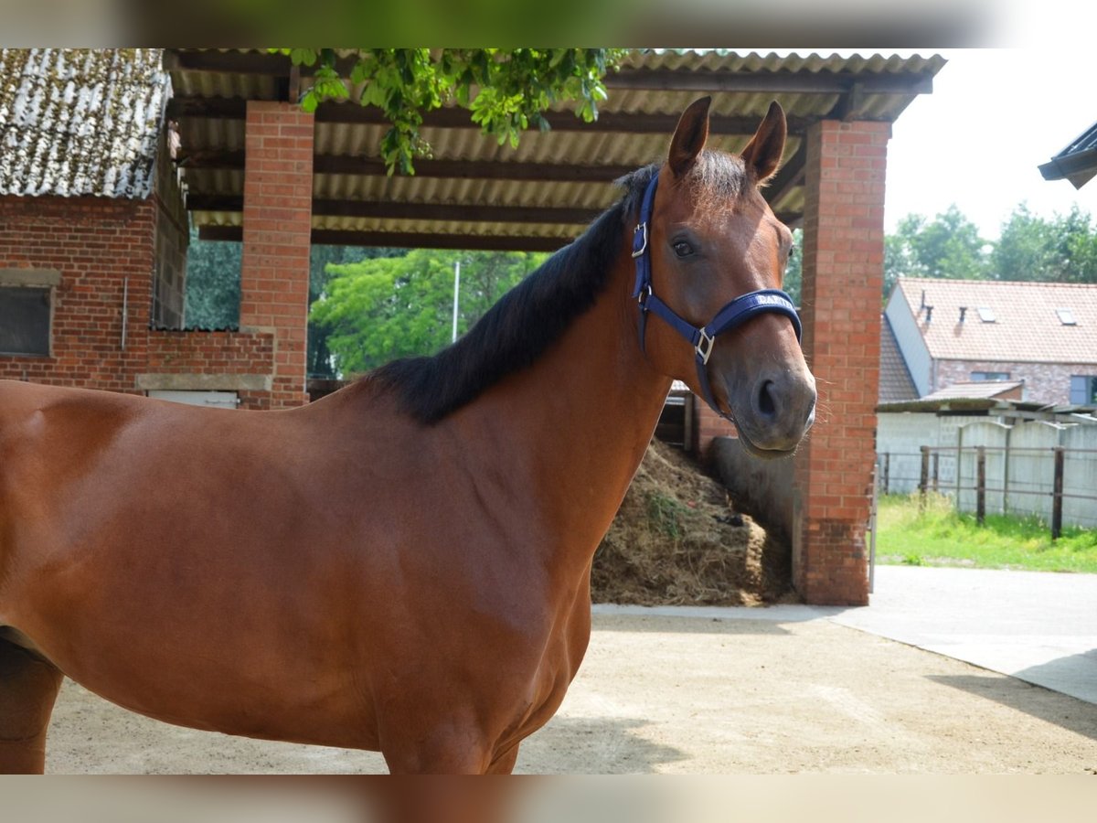 Belgian Warmblood Mare 5 years 16,1 hh Brown in Berlare