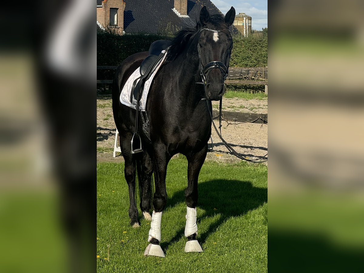 Belgian Warmblood Mare 5 years 16 hh Black in Jabbeke