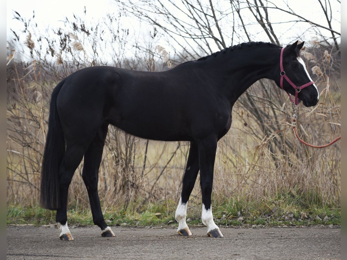 Belgian Warmblood Mare 5 years 16 hh Black in Baracs