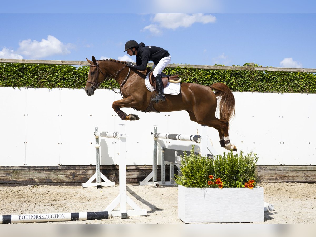 Belgian Warmblood Mare 5 years 16,1 hh Chestnut-Red in Waddinxveen