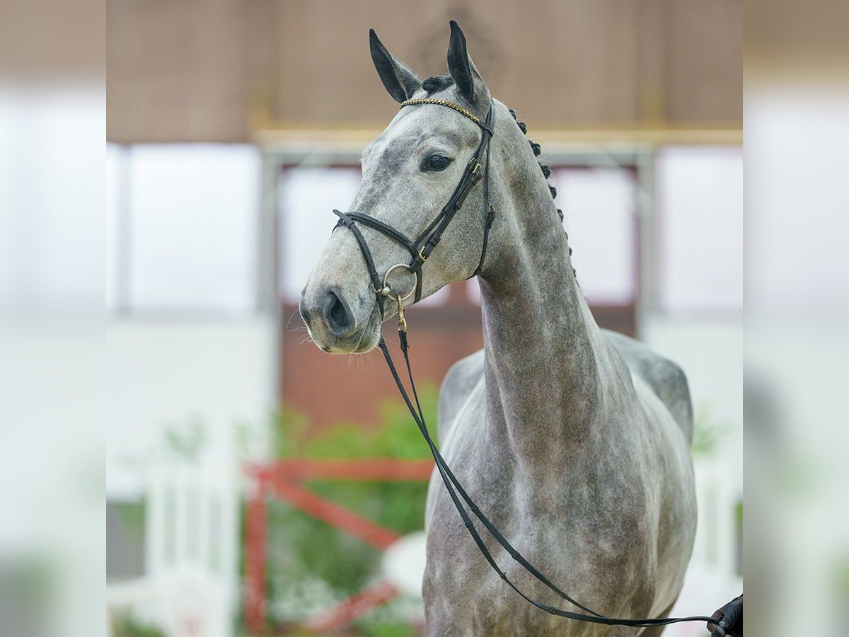 Belgian Warmblood Mare 5 years Brown in Münster-Handorf