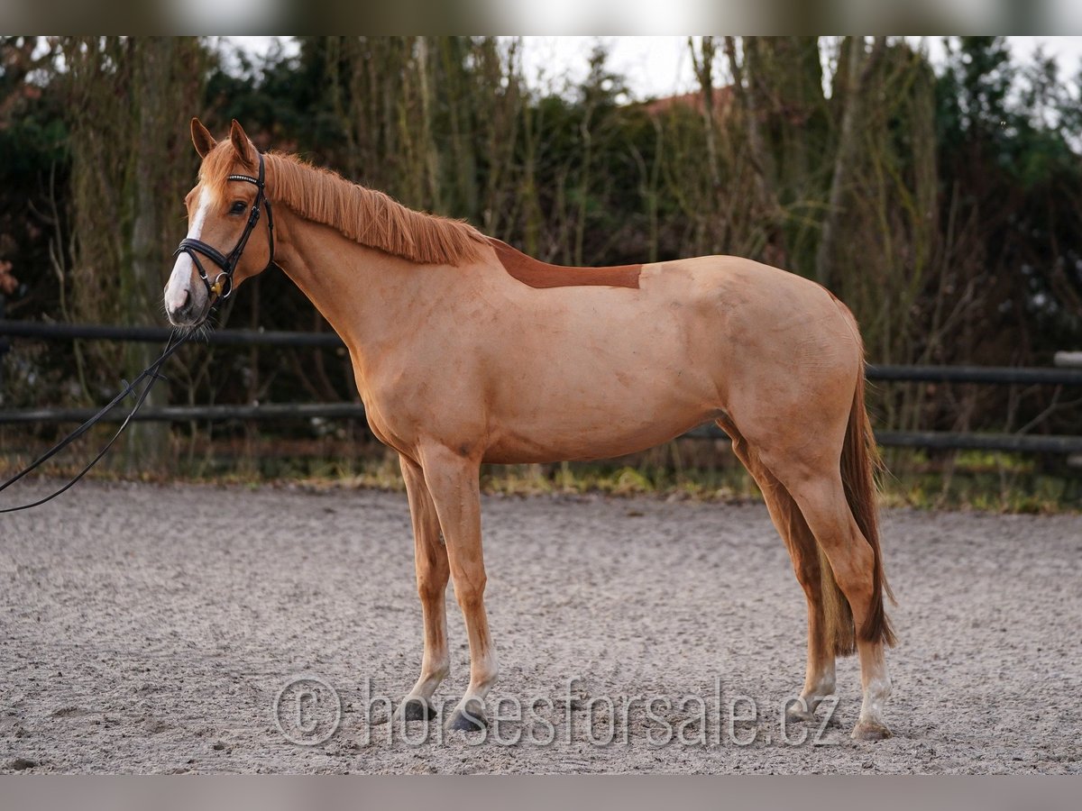 Belgian Warmblood Mare 6 years 16,1 hh Chestnut-Red in Plzen