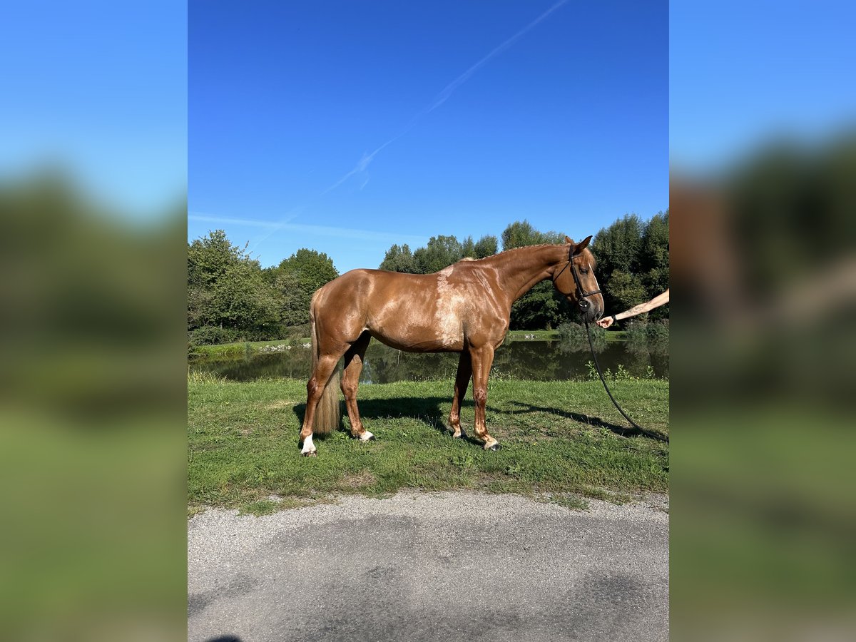 Belgian Warmblood Mare 6 years 16,2 hh Chestnut-Red in Mulhouse