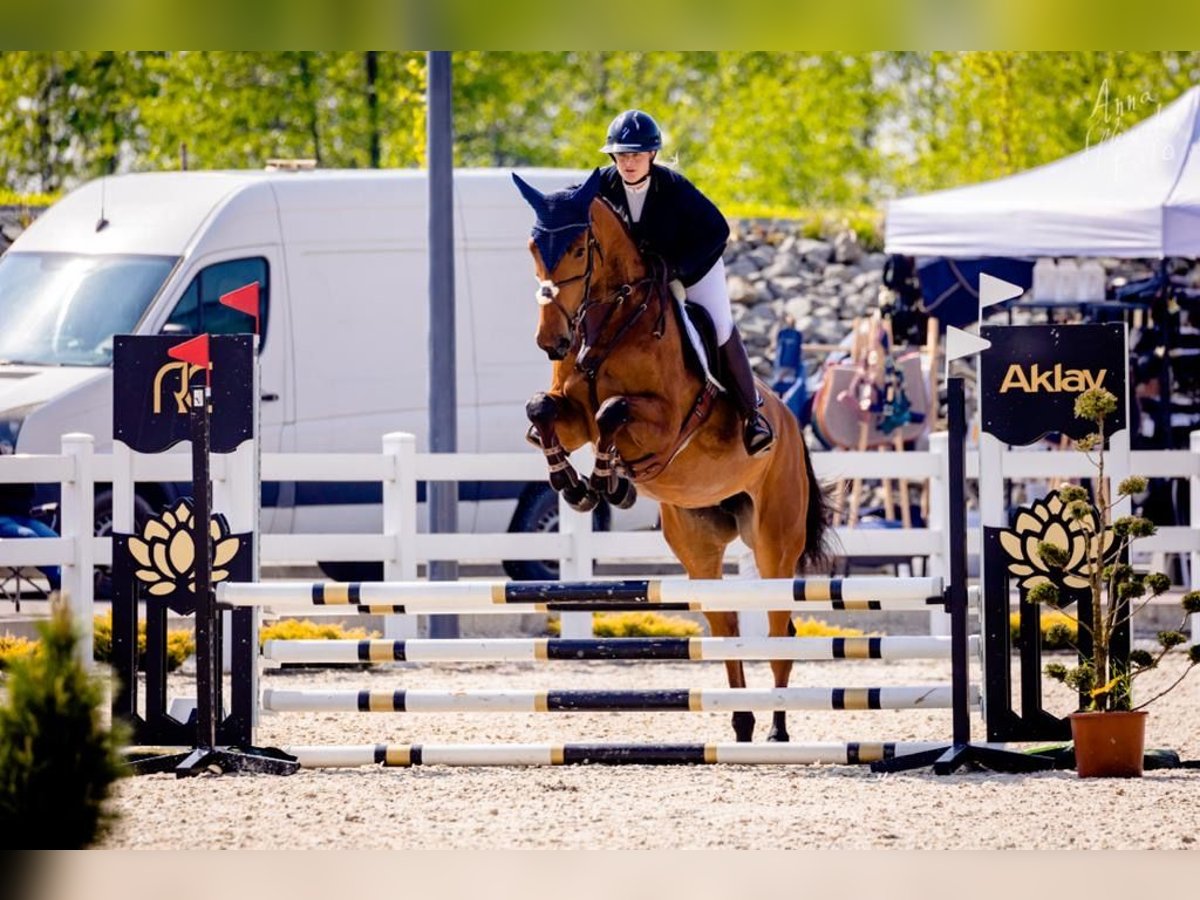 Belgian Warmblood Mare 6 years 17,1 hh Brown in Wijchmaal